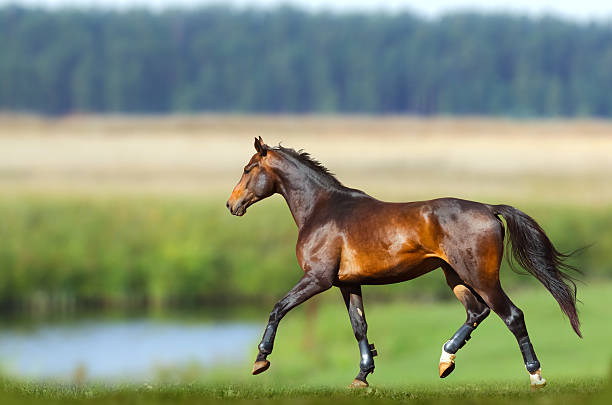 istock bay horse training in summer 599990260