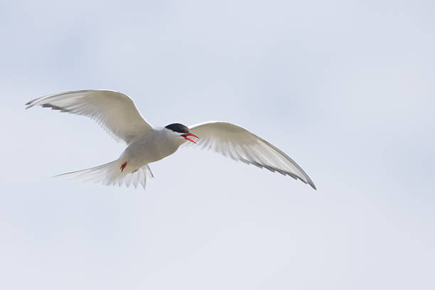 istock Arctic tern on a beach in the Western fjords, Iceland 599991890