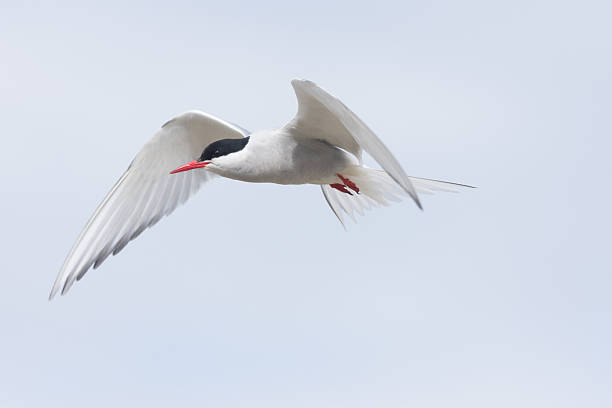 istock Arctic tern on a beach in the Western fjords, Iceland 599992160