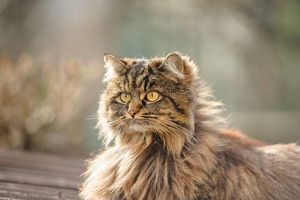 istock Domestic cat on the roof 599992306
