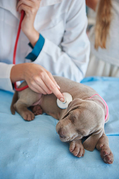 istock Sleeping dog examined by the vet 599992464