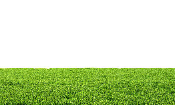istock Green grass isolated on white background. 3d illustration 599992744