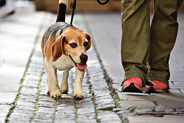 istock Man walking the dog in city 599995792