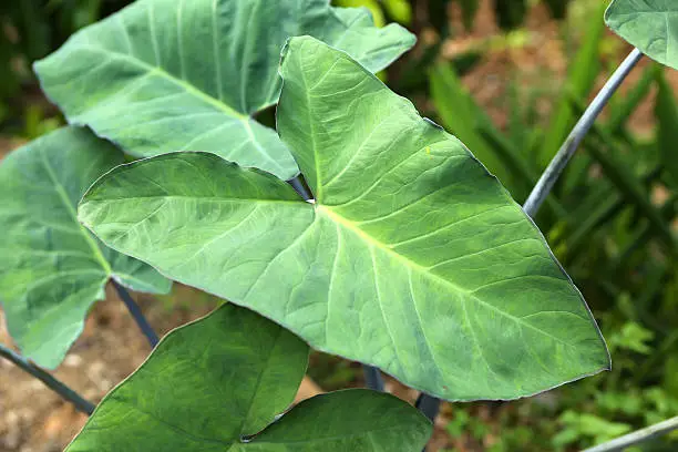 Elephant ear - Cocoyam or Dasheen or Eddoe or Japanese taro