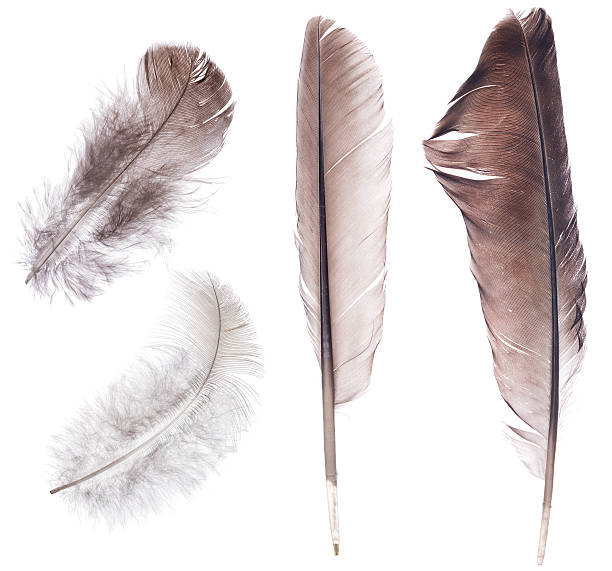 istock set of four dark feathers isolated on white 599997864