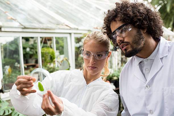 Colleagues inspecting leaf on petri dish Male and female colleagues inspecting leaf on petri dish at greenhouse biologist stock pictures, royalty-free photos & images