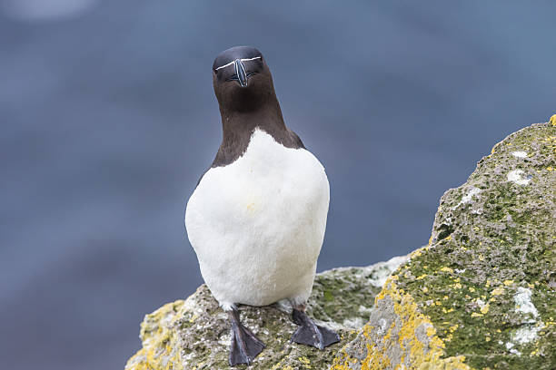 istock Razorbill, Latrabjarg cliffs, West Fjords, Iceland 599998260