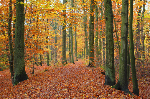 Autumn trees in Lüneburg