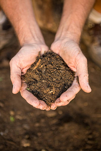 istock Gardener with dirt in cupped hands at garden 599999156