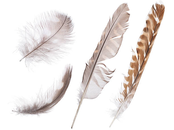 istock set of four forest birds feathers isolated on white 599999434