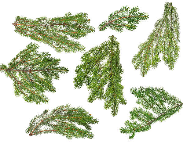 istock green lush isolated fir seven branches 599999670
