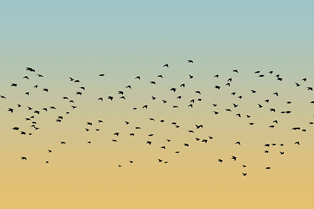 istock Bird silhouette swarm 599999796
