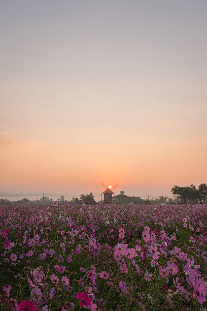 istock Cosmos flowers blooming in the garden 599999872