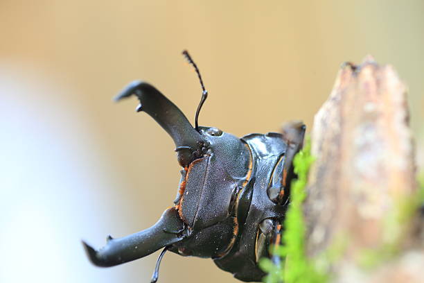 istock Dorcus metacostatus stag beetle 600000288
