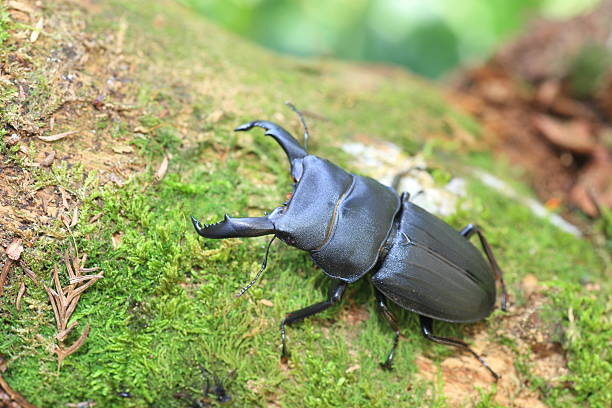 istock Dorcus metacostatus stag beetle 600000432