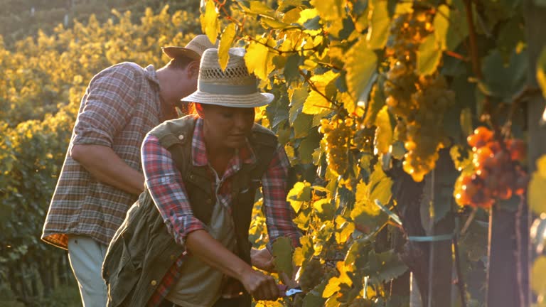 Man and woman harvesting grapes by hand at sunset