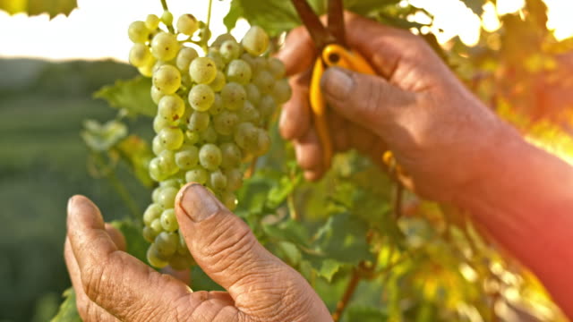 SLO MO Hands of senior man cutting grapes at sunset