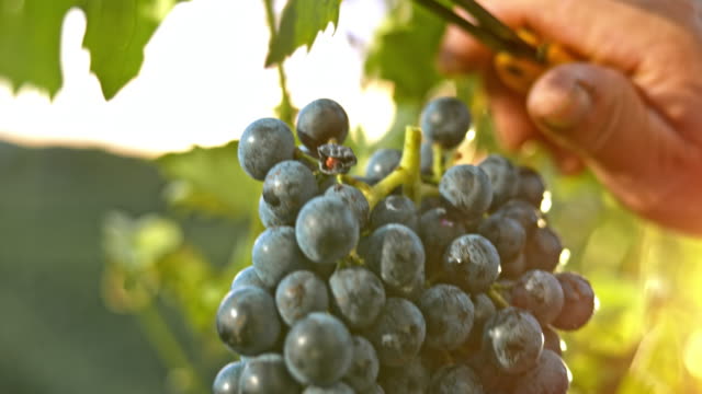 SLO MO Old hand cutting red grape cluster at sunset