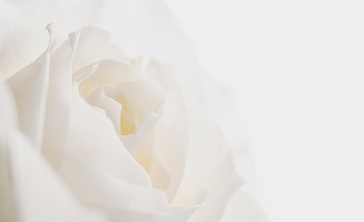 white rose on dark background