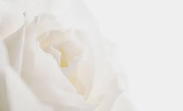 Photo of white rose on dark background