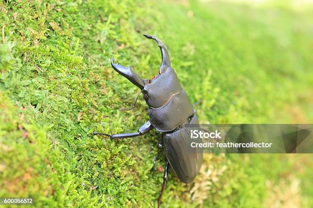 Dorcus Rama Dorcus Metacostatus Stag Beetle Stock Photo - Download Image Now ...