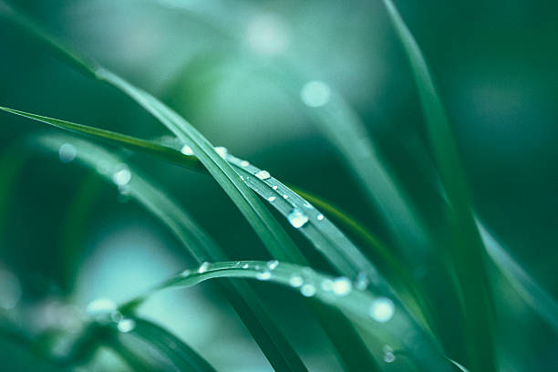 erba fresca primavera  - drop water raindrop dew foto e immagini stock