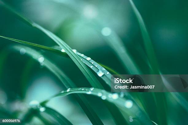 Fresh Spring Grass Stock Photo - Download Image Now - Leaf, Macrophotography, Close-up