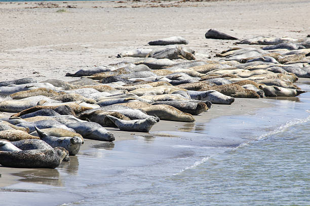 A lot of harbor seals relaxing on the beach of the island Düne (Heligoland, Germany)