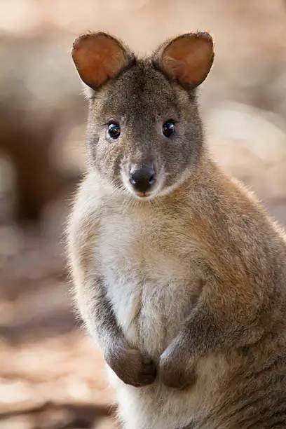Close up shot of a pademelon showing its cute eyes and ears. Australia.