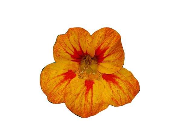 istock Nasturtium or tropaeolum flower, isolated 600058918