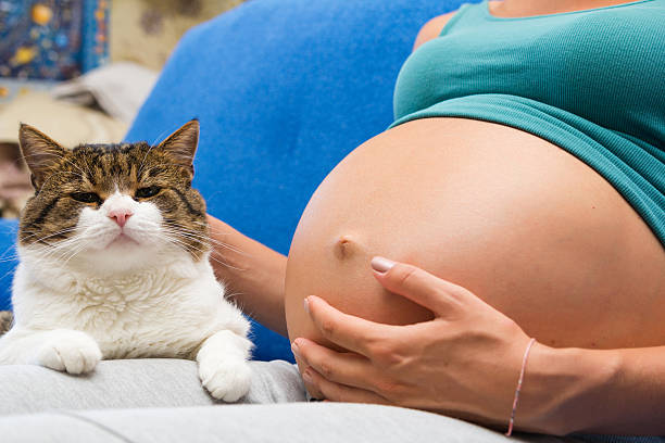 belly of pregnant young wooman and cat sitting near - pregnant animal imagens e fotografias de stock