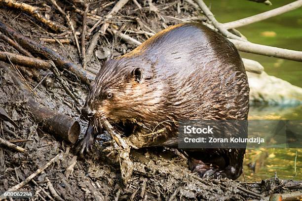 Beaver Working On Dam Stock Photo - Download Image Now - Beaver, Building - Activity, Dam