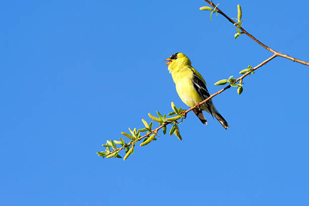 Singing goldfinch stock photo