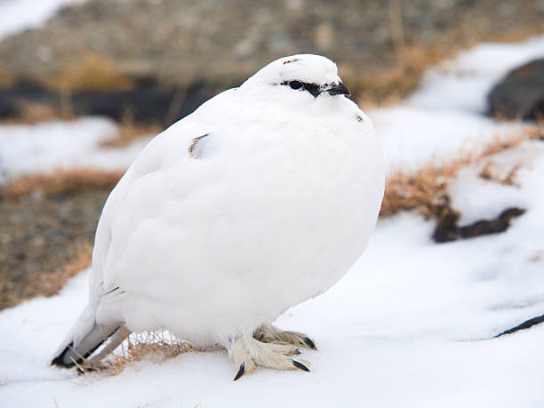 istock rock ptarmigan winter plumage in japan 600064124