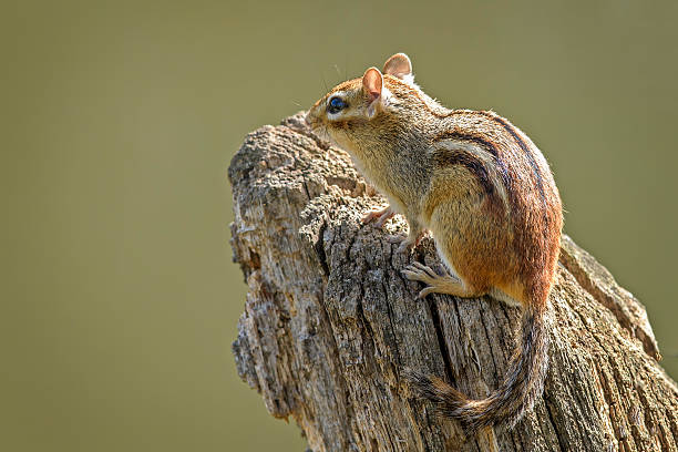 Chipmink on a small stump. stock photo