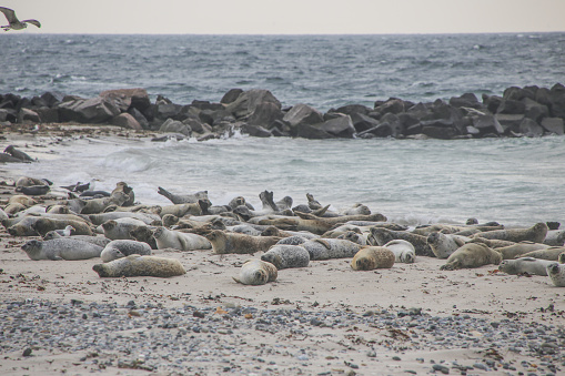 A lot of harbor seals relaxing on the beach of the island Düne (Heligoland, Germany)