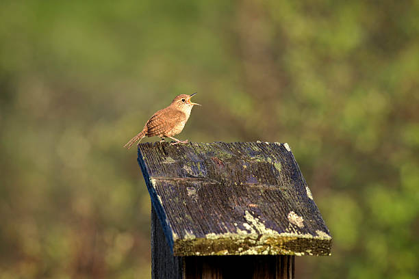 Singing wren on a nesting box. stock photo