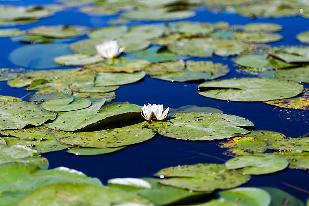 istock White water lily flower in Danube Delta 600067808