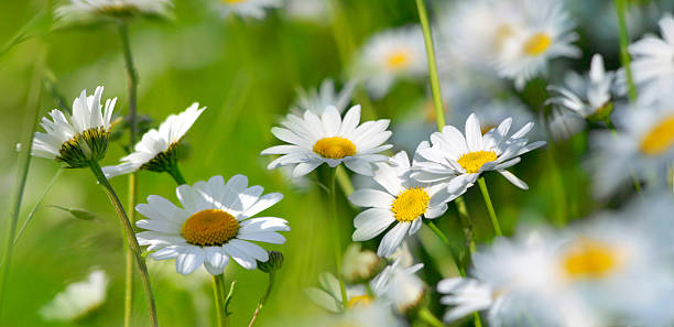 istock marguerites on a summer meadow 600068436