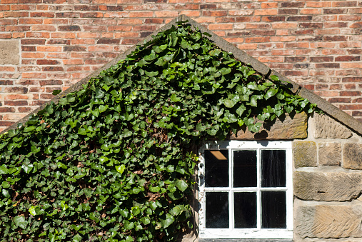 timber framed window in an old house with green ivy leaves growing over the exterior