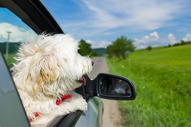 Bichon Frise Looking out of car window stock photo