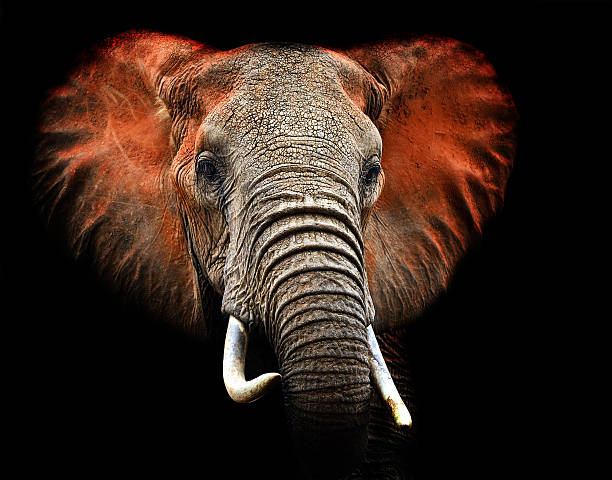 istock Herd of elephants in the savannah 600070086