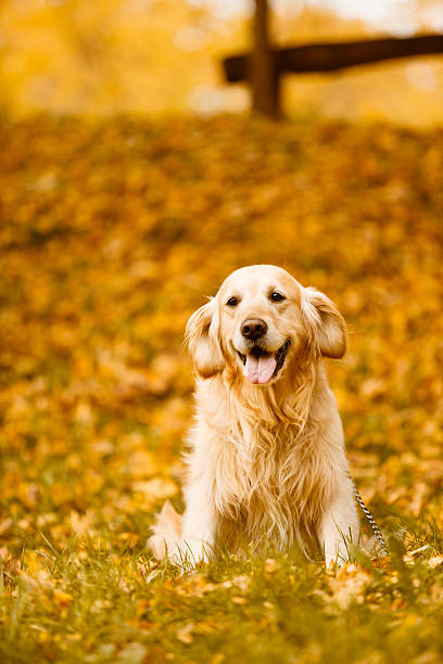 Portrait of male Golden Retriever dog sitting in the park.