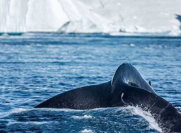 istock Humpback whale, Disko Bay, Greenland 600070644