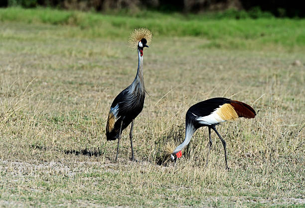 istock Crowned Crane in the savannah 600070972