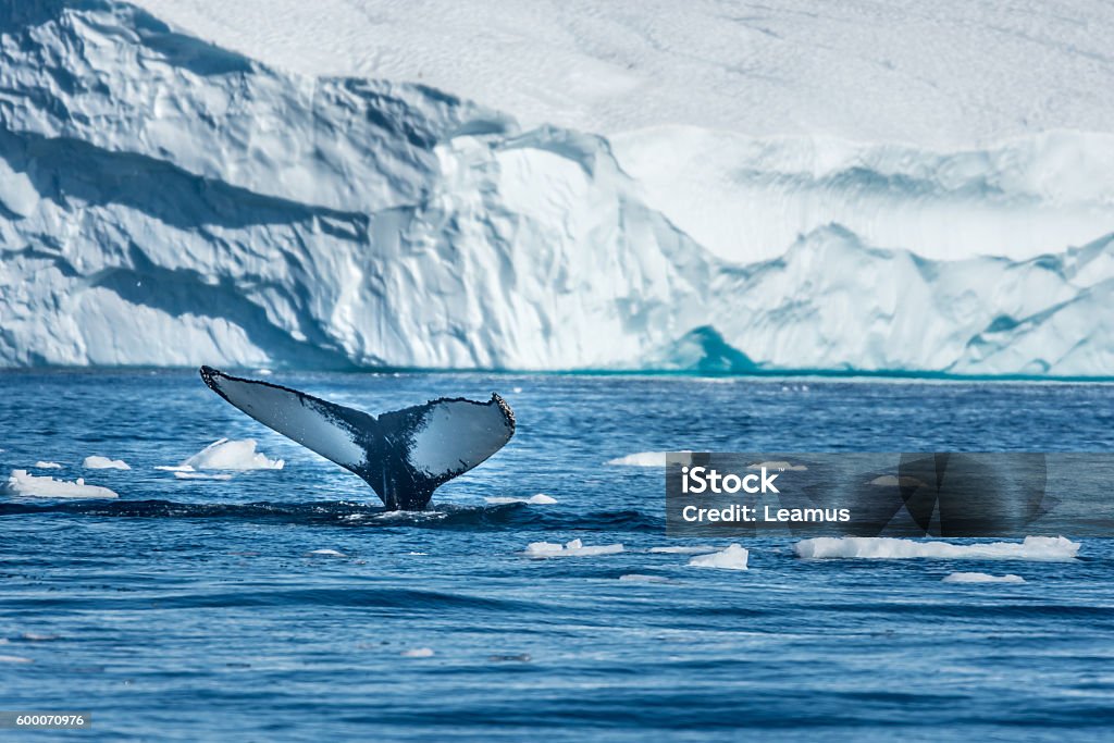 Baleine à bosse, baie de Disko, Groenland - Photo de Groenland libre de droits