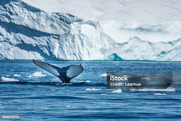 Photo libre de droit de Baleine À Bosse Baie De Disko Groenland banque d'images et plus d'images libres de droit de Groenland - Groenland, Arctique, Baleine