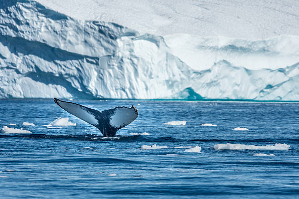 Humpback whale, Disko Bay, Greenland Humpback whales merrily feeding in the rich glacial waters among giant icebergs at the mouth of the Icefjord, Ilulissat, Greenland greenland photos stock pictures, royalty-free photos & images