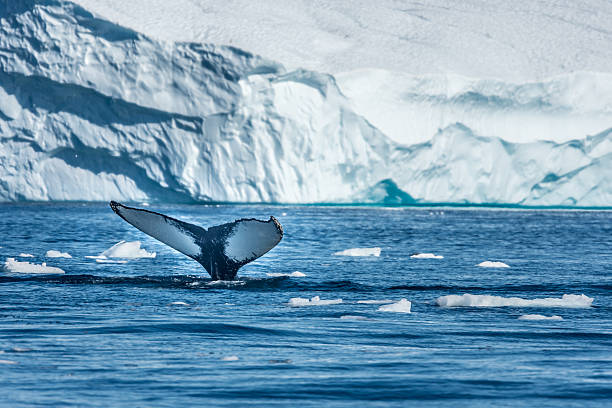 humbak, zatoka disko, grenlandia - arctic sea zdjęcia i obrazy z banku zdjęć