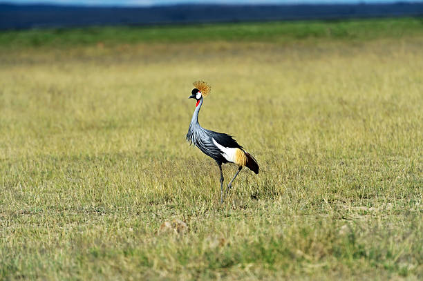 istock Crowned Crane in the savannah 600071008